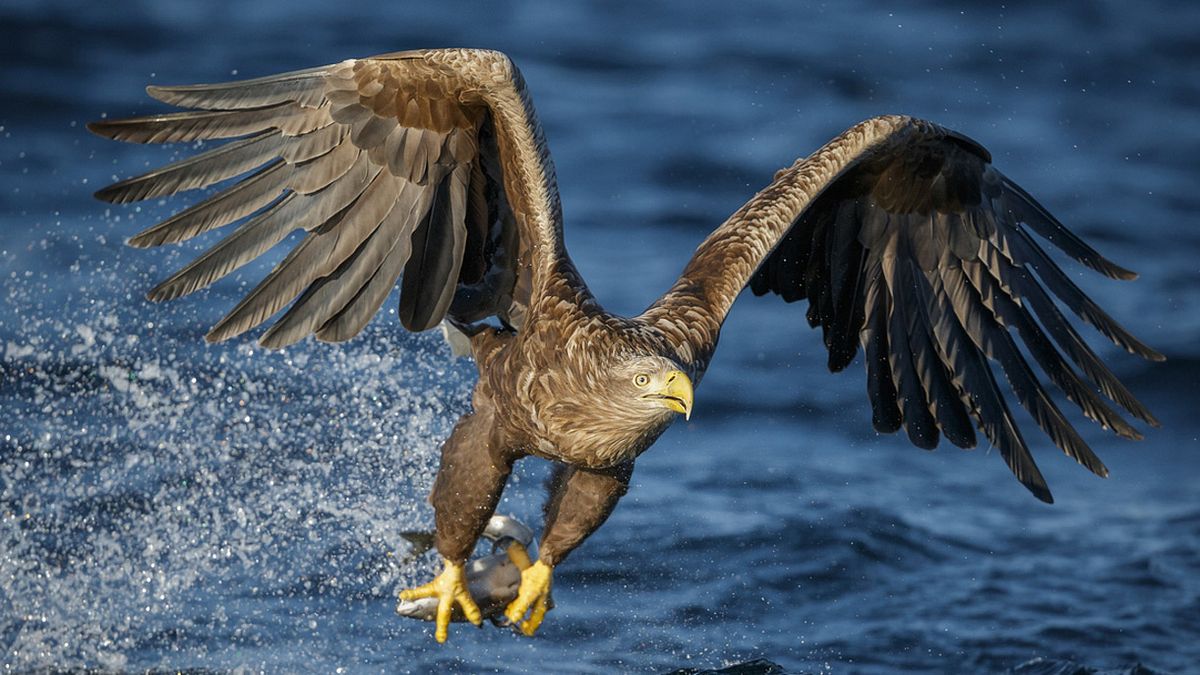 Naturschutzverbände melden die Rückkehr des Seeadlers, dem großten Vertreter seiner Gattung, nach Deutschland 