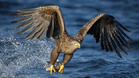 Naturschutzverbände melden die Rückkehr des Seeadlers, dem großten Vertreter seiner Gattung, nach Deutschland  - Foto: istock / Neil_Burton