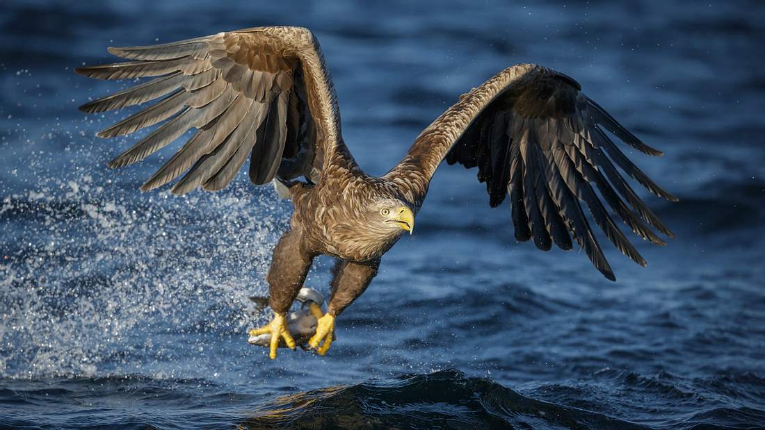 Seeadler gesichtet