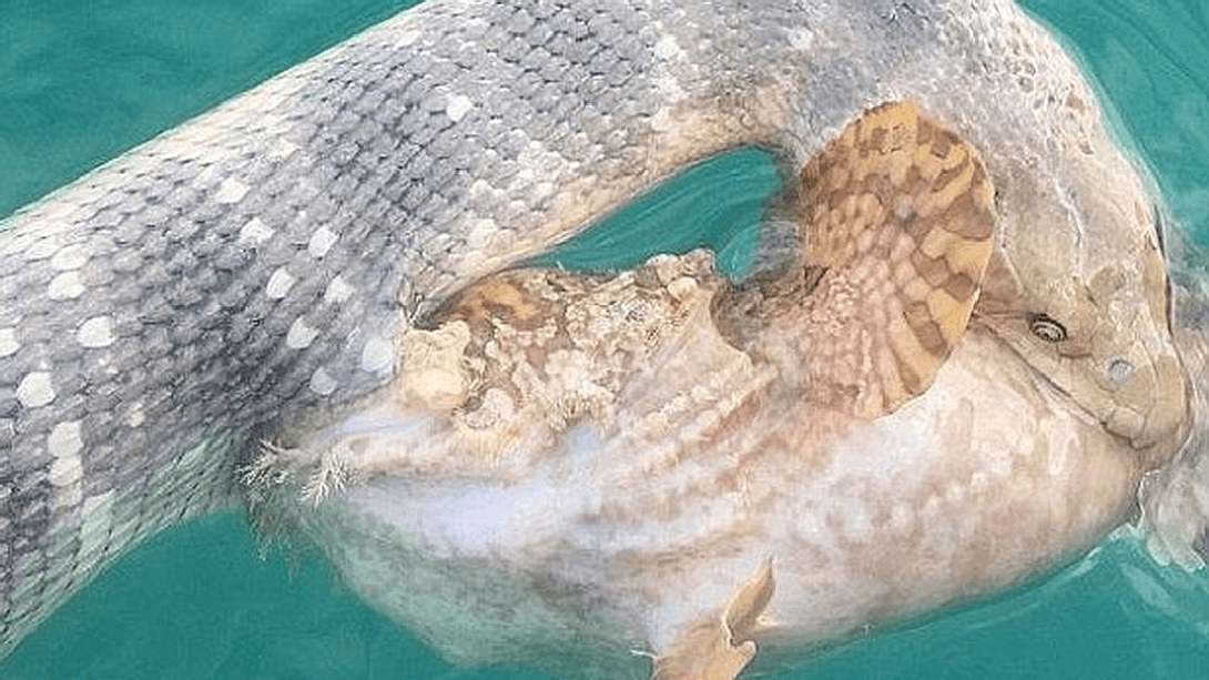 Hier kämpft eine Seeschlange gegen einen Steinfisch - Foto: Rick Trippe 