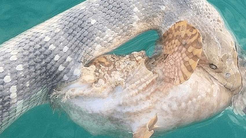 Hier kämpft eine Seeschlange gegen einen Steinfisch - Foto: Rick Trippe 