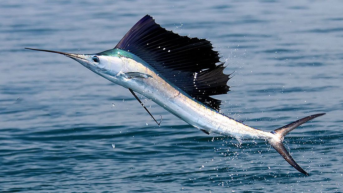 Segel- oder Fächerfisch Segel- oder Fächerfisch