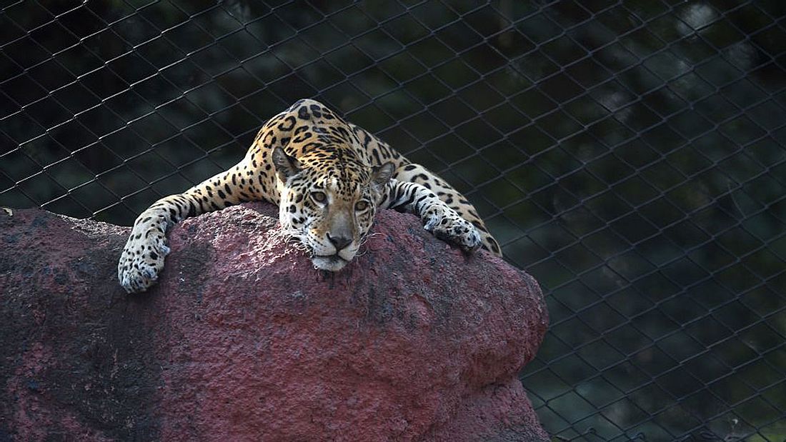 Jaguar im Zoo-Gehege greift Selfie-Frau an (Symbolfoto).