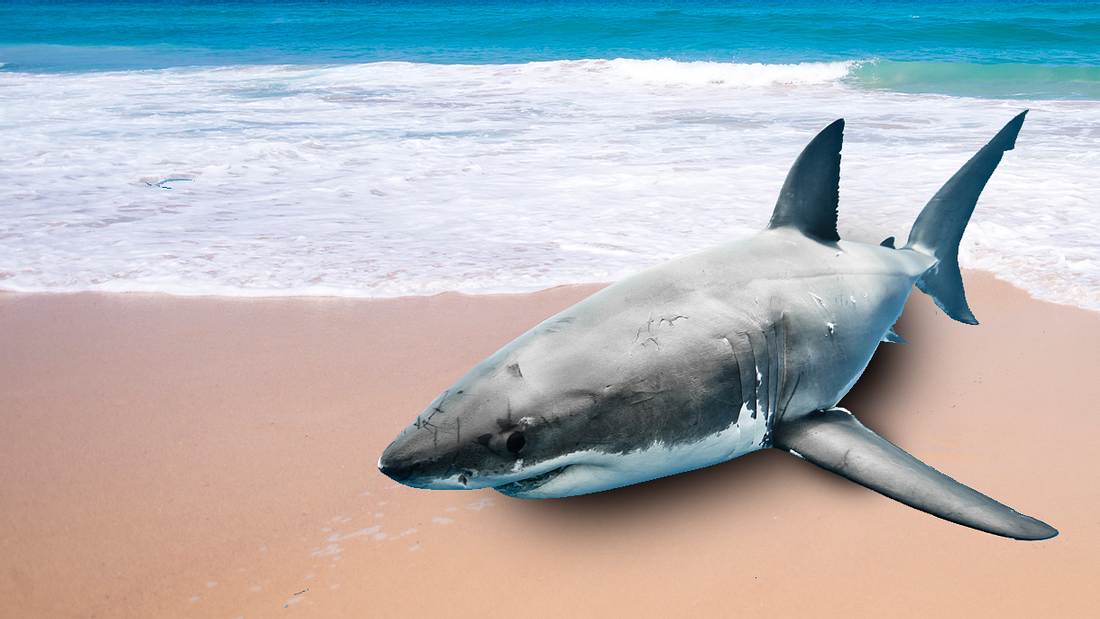 Weißer Hai hat Orientierung verloren Hai schwimmt an Strand