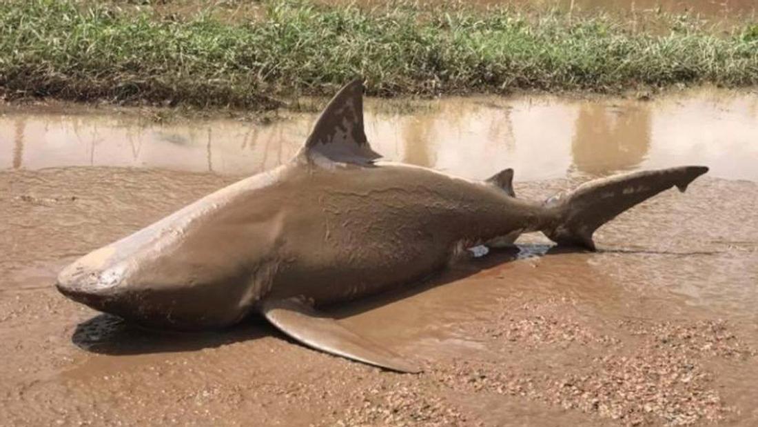 Sharknado: Ein Bullenhai wurde in Australien von Wirbelsturm Debbie an Land getrieben