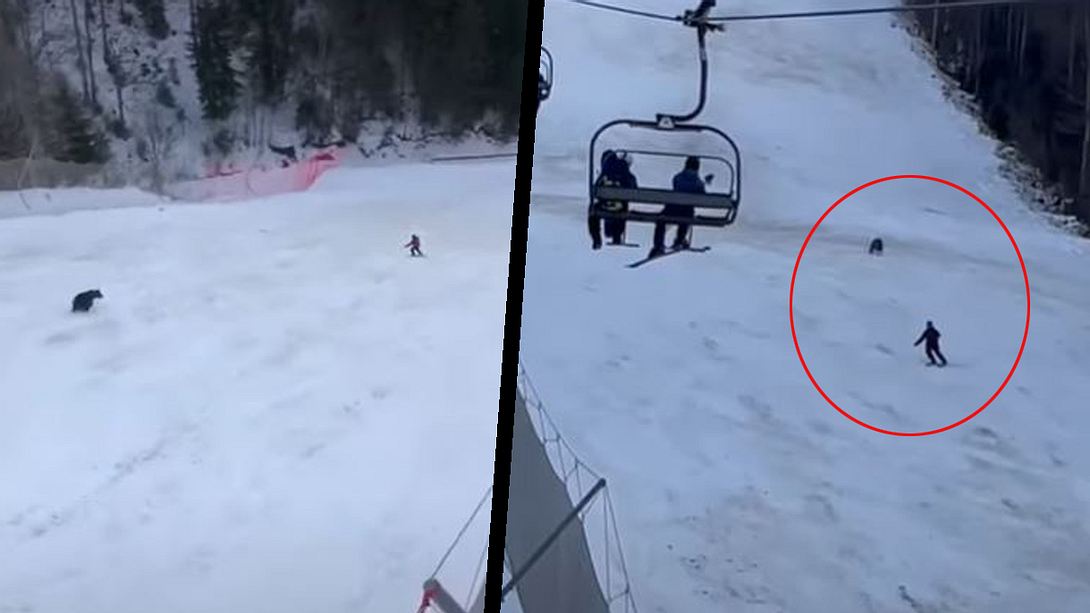 Bär jagt Ski-Fahrer  - Foto: YouTube / Bogdan Denylson; Cezar Capitan