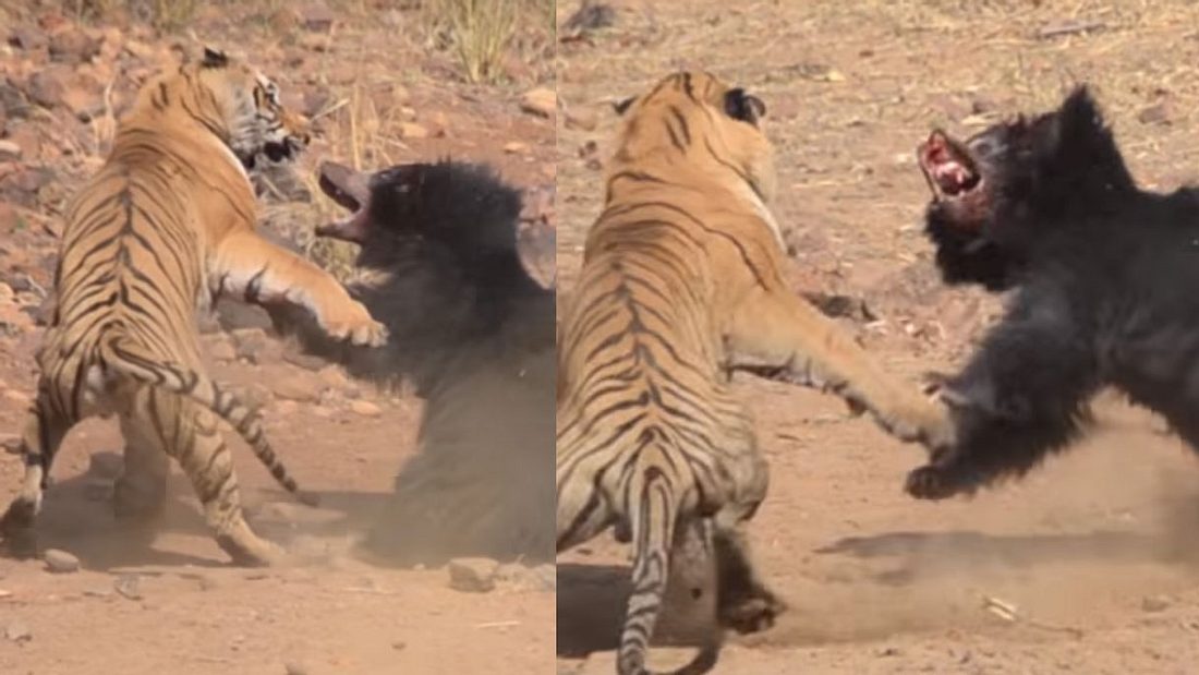 Bär macht Tiger fertig Bär macht Tiger fertig