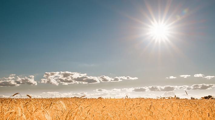 Sonne über Weizenfeld - Foto: iStock / FotoLesnik