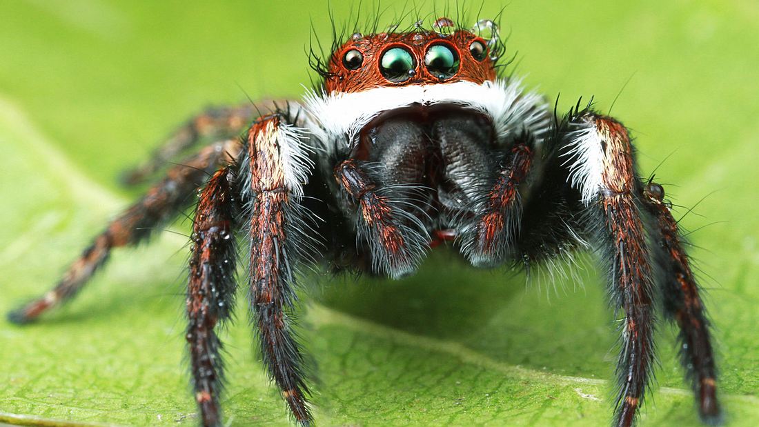 Spinnen könnten in einem Jahr die Menschheit auffressen
