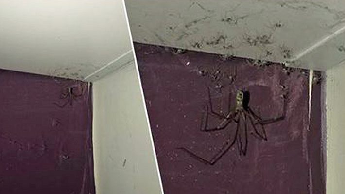 Spinne statt Hausstaub: Schockierende Entdeckung in US-Wohnung - Foto: twitter