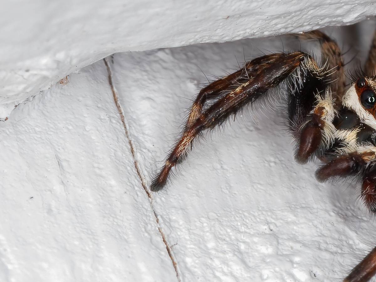 Australische Spinne an der Wand