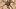 Neue Spinnenart entdeckt: Califorctenus Cacachilensis - Foto: via Twitter