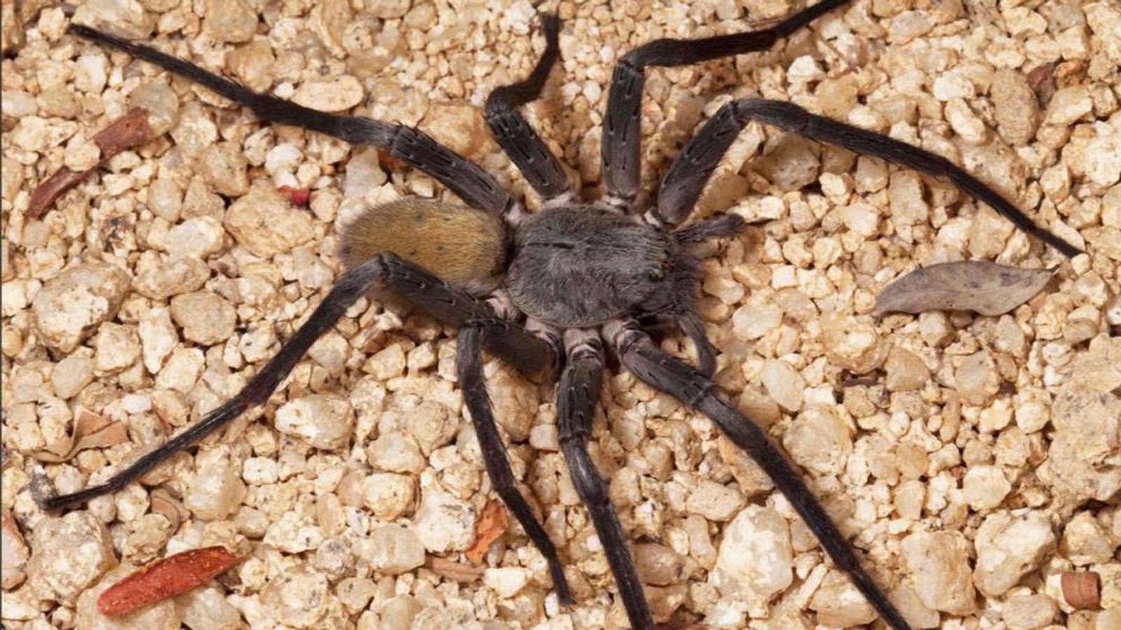 Neue Art entdeckt: Monster-Spinne ist so groß wie ein Teller | Männersache