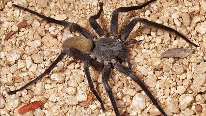 Neue Spinnenart entdeckt: Califorctenus Cacachilensis - Foto: via Twitter