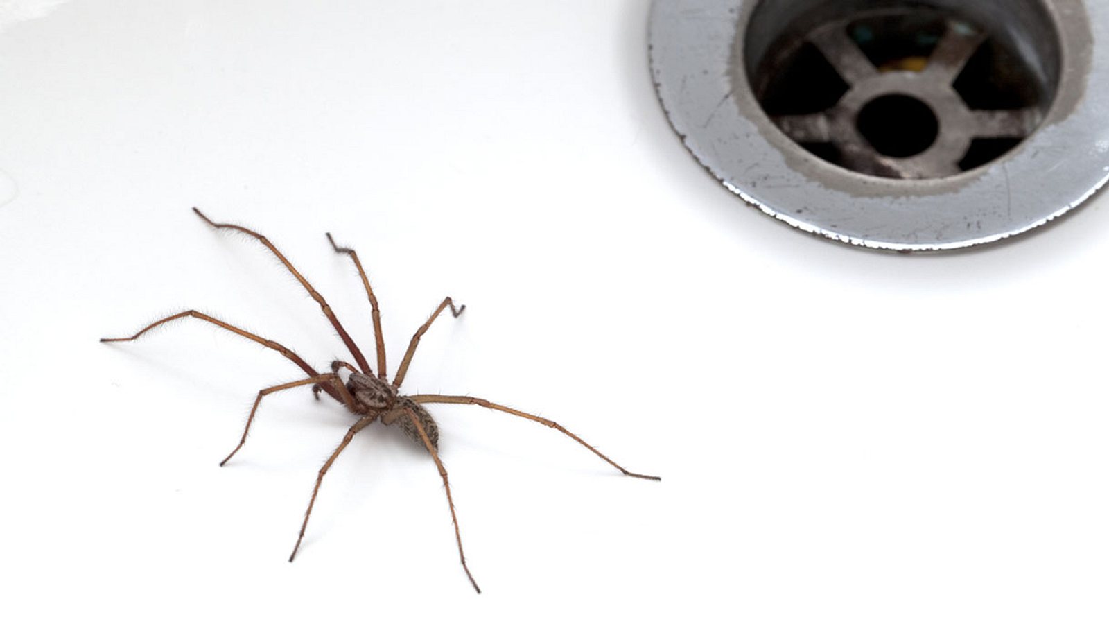 Увидеть паука на полу примета. Примета паук на столе на кухне. Увидеть паука в ванной примета утром. В квартире появились пауки как избавиться в домашних условиях. Где пауки на телевизоре или в люстре.