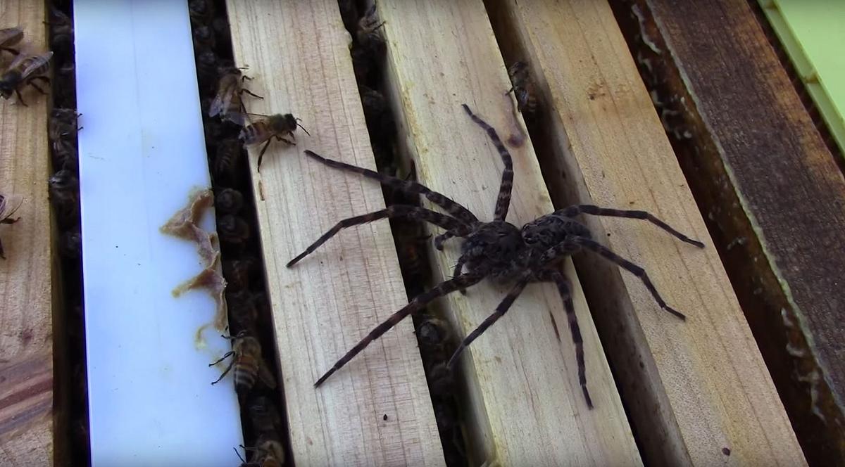 100 Honigbienen attackieren eine Fishing Spider