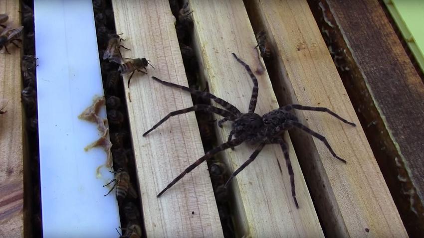 100 Honigbienen attackieren eine Fishing Spider - Foto: YouTube/ZaurMan