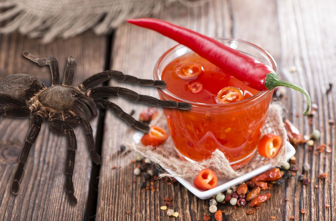 Spinnenbiss-Chili-Sauce Spinnenbiss-Chili-Sauce