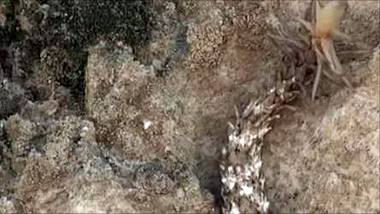 Die Spinnenschwanzviper wurde im Westen des Irans entdeckt - Foto: YouTube