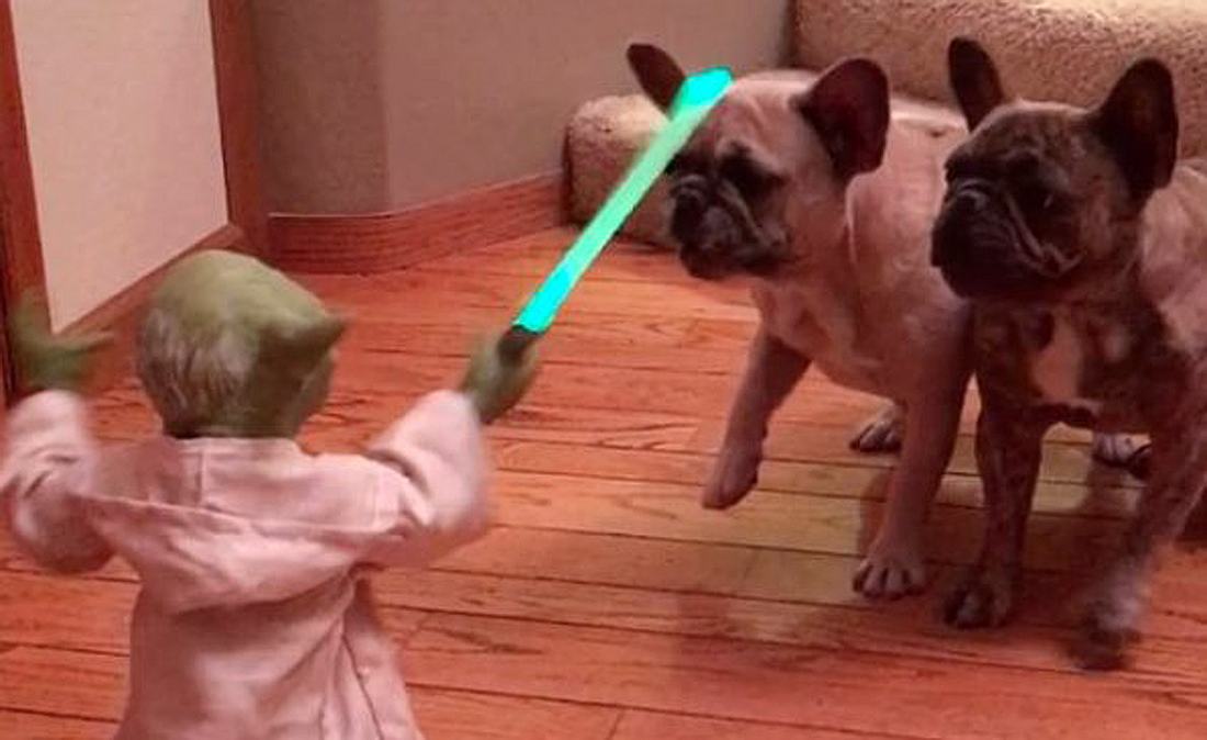 Jedi-Meister Yoda kämpft mit zwei französischen Bulldoggen