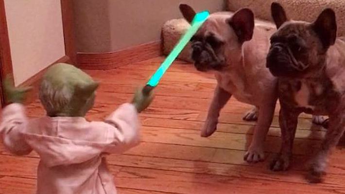 Jedi-Meister Yoda kämpft mit zwei französischen Bulldoggen - Foto: Instagram/adventures_of_crockett_tubbs