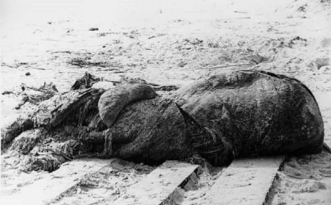 Das Monster von St. Augustine