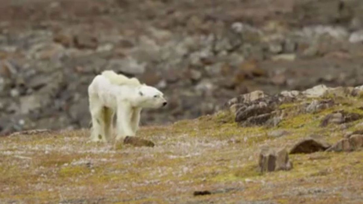 Screenshot aus dem Video von Paul Nicklen