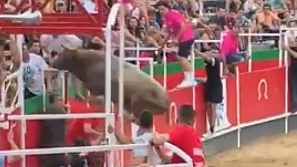 Stier besucht Zuschauer