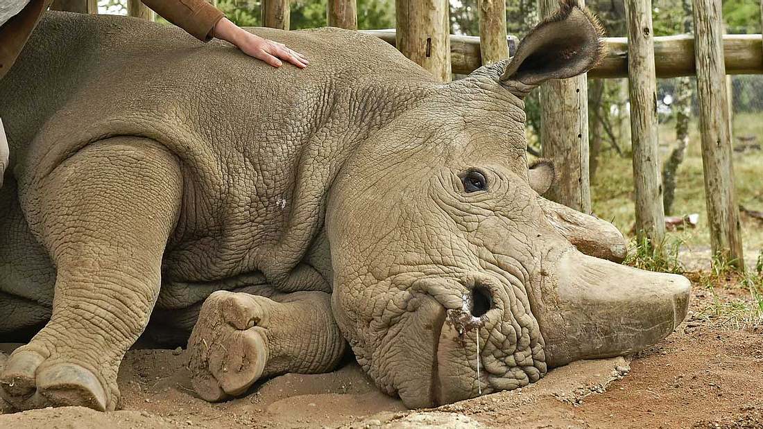 Breitmaulnashorn Sudan liegt im Sterben Breitmaulnashorn Sudan liegt im Sterben