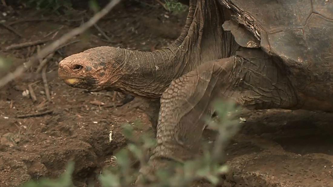 Diese Schildkröte hatte so viel Sex, dass sie damit ihre Spezies rettete Diese Schildkröte hatte so viel Sex, dass sie damit ihre Spezies rettete