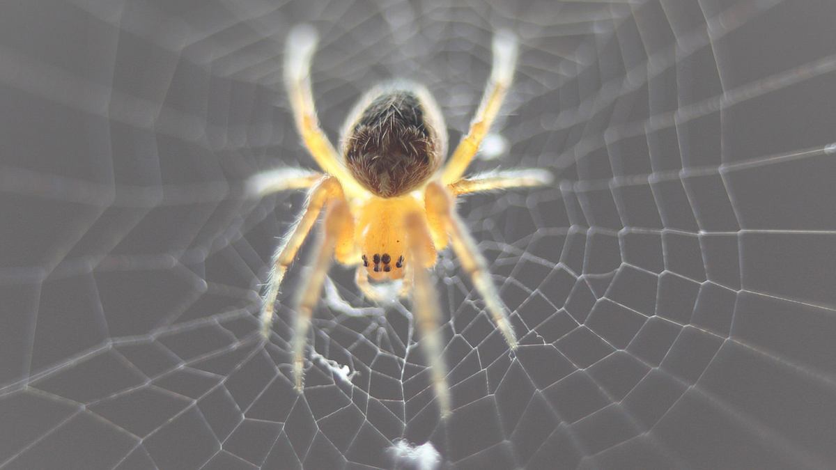 Europäische Wissenschaftler haben Super-Spinnen mit einem ultrastarken Netz kreiert