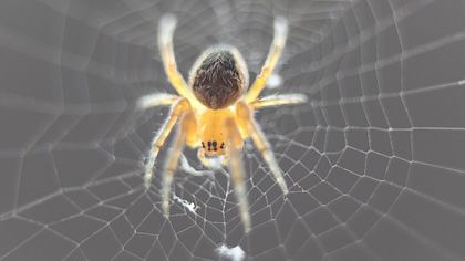 Europäische Wissenschaftler haben Super-Spinnen mit einem ultrastarken Netz kreiert - Foto: Axel Naud/Flickr
