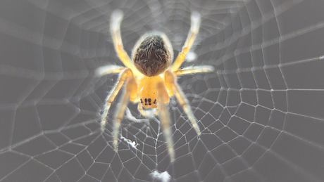 Europäische Wissenschaftler haben Super-Spinnen mit einem ultrastarken Netz kreiert - Foto: Axel Naud/Flickr
