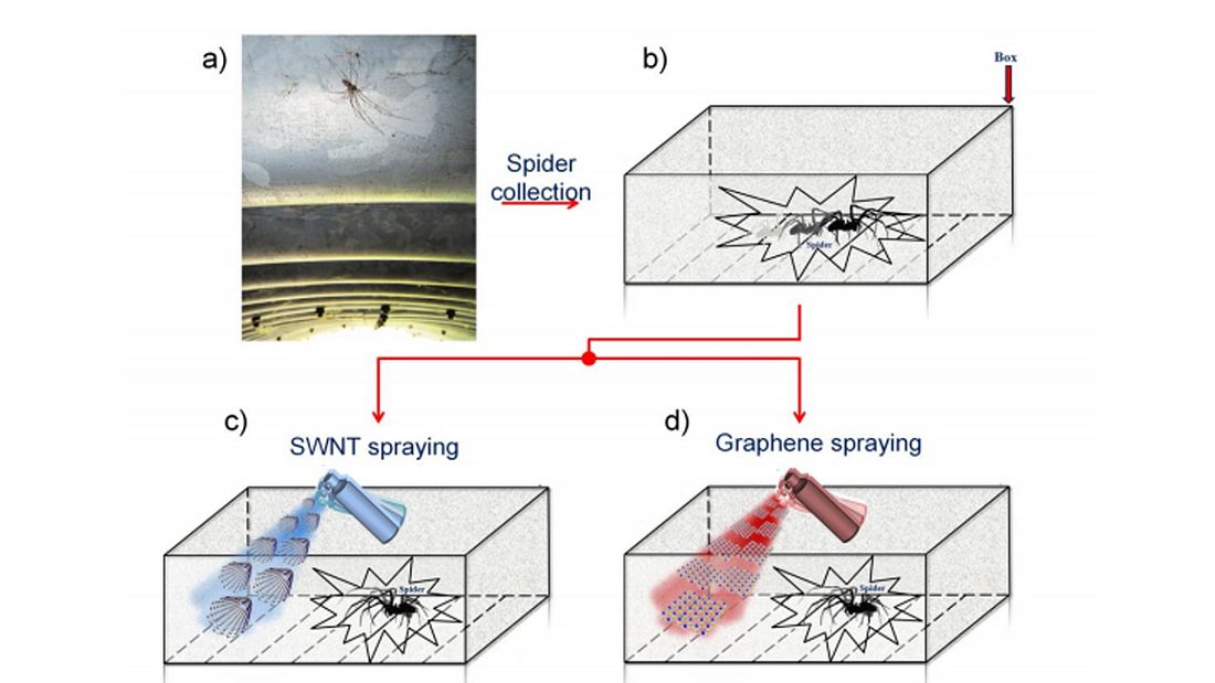 Europäische Wissenschaftler haben Super-Spinnen mit einem ultrastarken Netz erschaffen