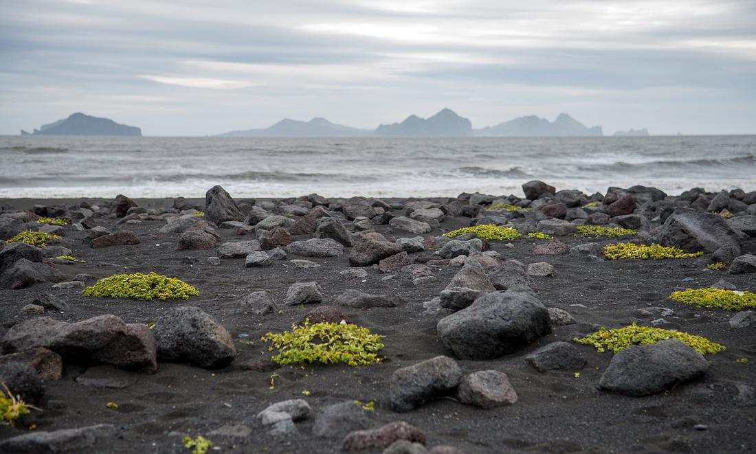 Surtsey Island Surtsey Island
