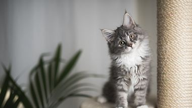 Süße Katze - Foto: iStock / Nils Jacobi