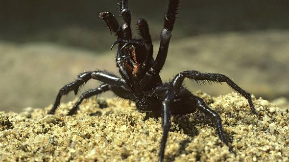 Sydney funnel-web spider - Foto: IMAGO / UIG