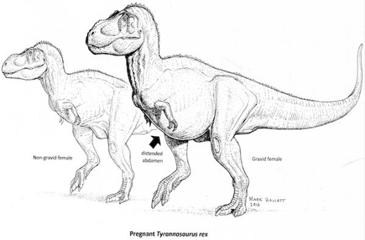Forscher haben das Skelett eines schwangeren Tyrannosaurs Rex entdeckt