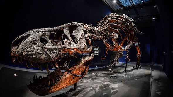 Skelett eines T-Rex - Foto: Getty Images /	STEPHANE DE SAKUTIN