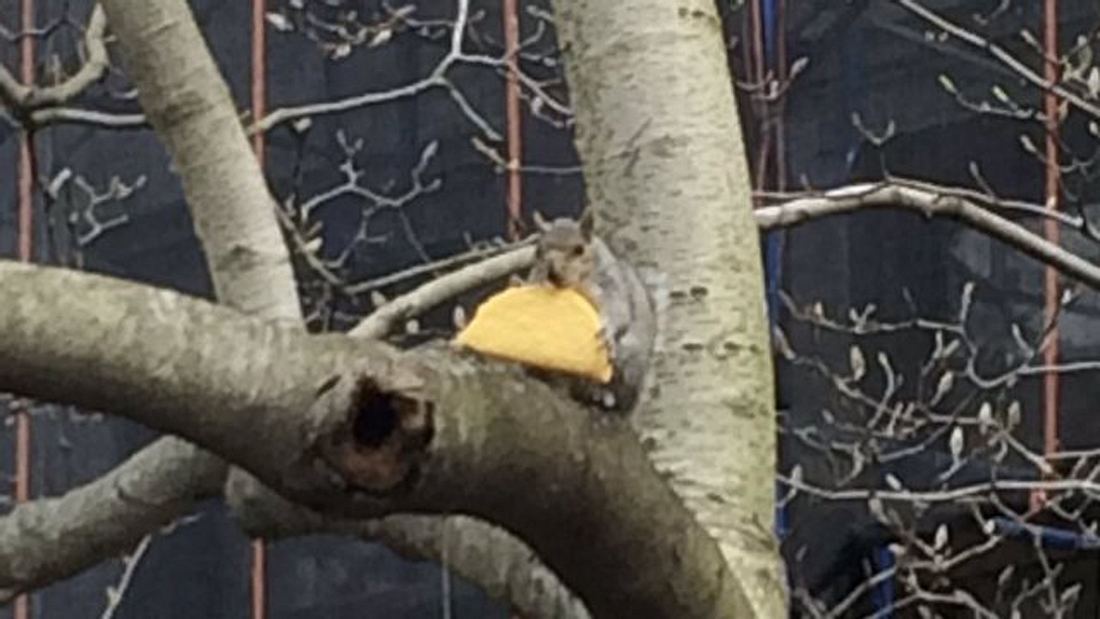 Eichhörnchen mit Taco