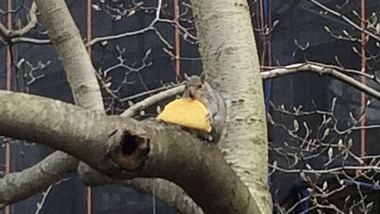 Eichhörnchen mit Taco - Foto: Twitter@Mariabianchi