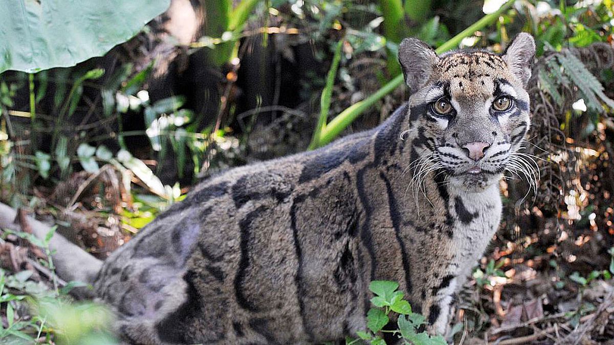 Der Taiwanische Nebelparder in einem Zoo im Jahr 2013.