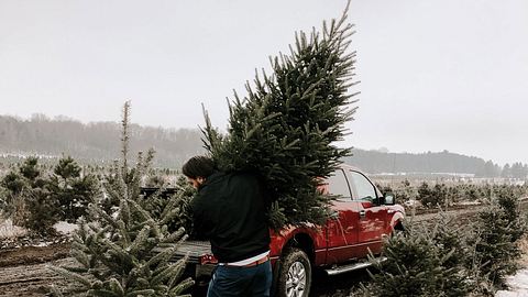 Tannenbaum - Foto: Unsplash / Julianna Arjes