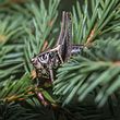 Insekten im Weihnachtsbaum. - Foto: iStock/undefined undefined