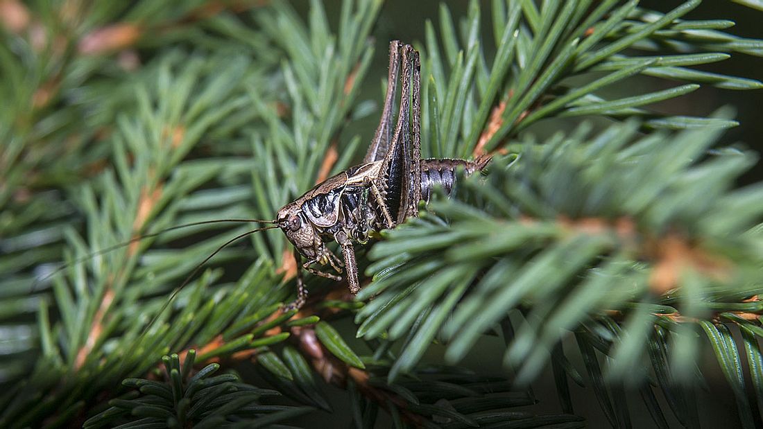 Insekten im Weihnachtsbaum.