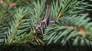 Insekten im Weihnachtsbaum. - Foto: iStock/undefined undefined