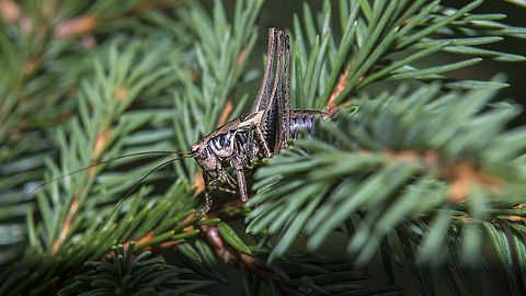 Insekten im Weihnachtsbaum. - Foto: iStock/undefined undefined