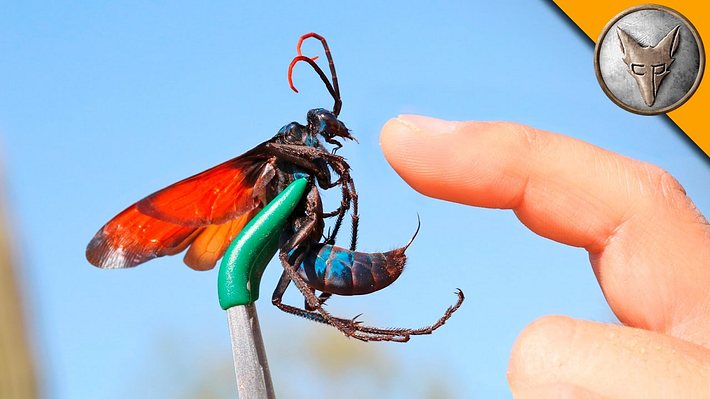 Der Stich des Tarantulafalken gilt als die Atombombe unter den Insektenstichen. - Foto: YouTube / Brave Wilderness