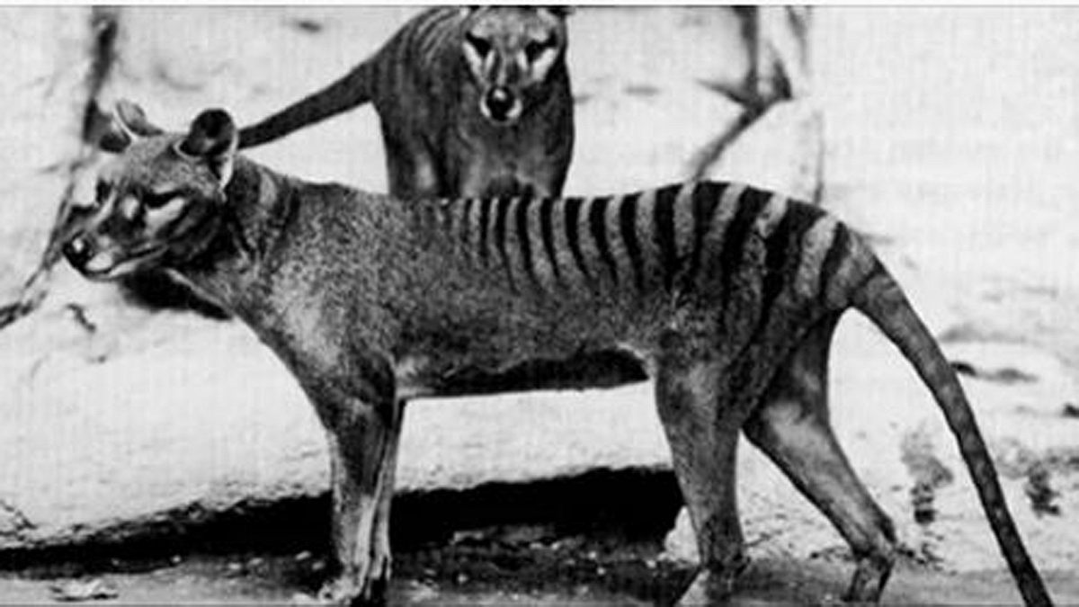 Der als ausgestorben geltende Tasmanische Tiger wurde angeblich wieder in Australien gesichtet
