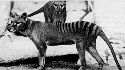 Der als ausgestorben geltende Tasmanische Tiger wurde angeblich wieder in Australien gesichtet - Foto: Unilad/PA